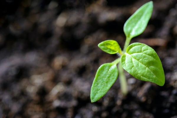 close up photo of plant sprout