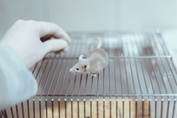 Mouse lab vivarium stock photo